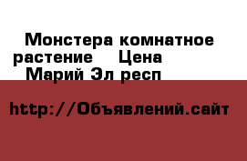 Монстера комнатное растение  › Цена ­ 2 000 - Марий Эл респ.  »    